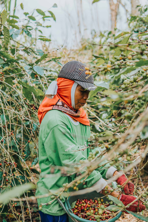 bali_indonesia_coffee_harvest.jpg